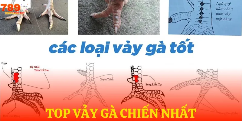 Điểm danh top vảy gà đá ấn tượng nhất