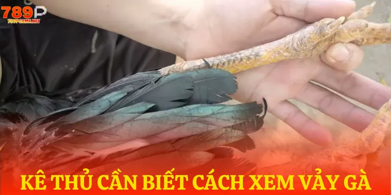 Lý do nên biết cách xem vảy gà đá