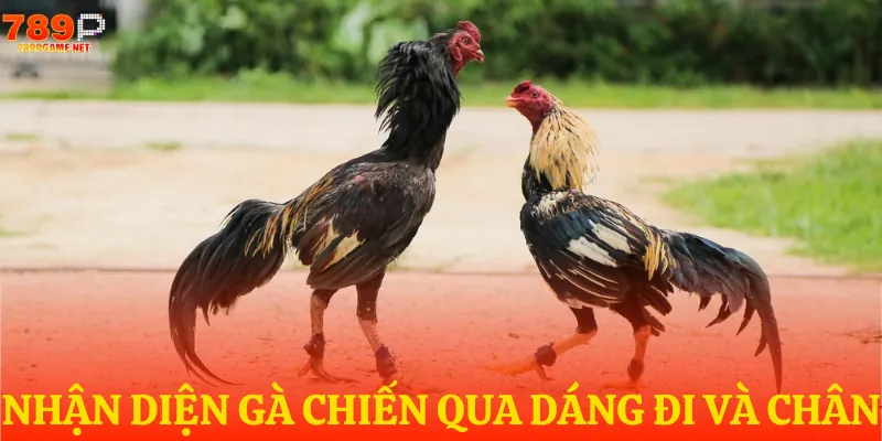 Nhận định chiến kê bất bại qua dáng đi và chân cực chuẩn