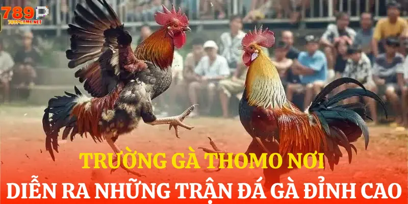 truong ga thomo noi dien ra nhung tran da ga dinh cao